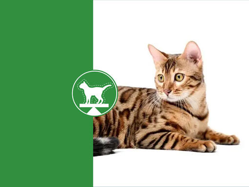 Bengáli cica fehér háttérrel zöld ikonnnal