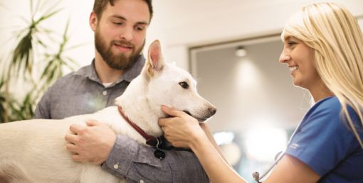 fehér közepestestű kutya és gazdája állatorvosnál