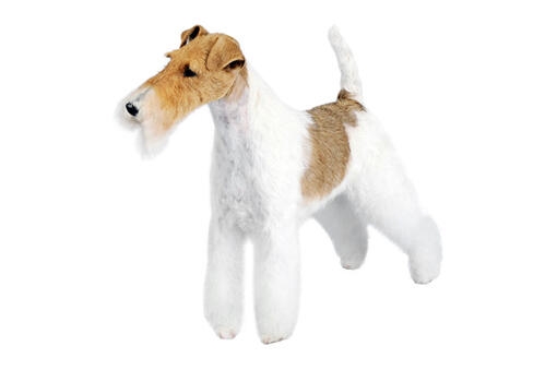 foxterrier kutya fehér háttérrel