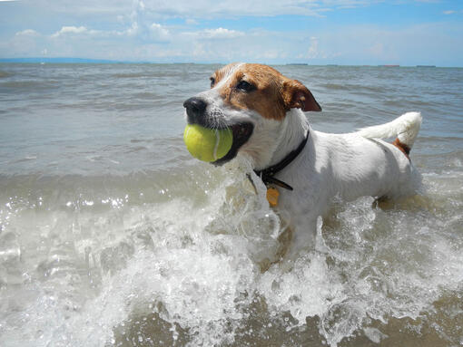 jack russel terrier teniszlabdával a szájában