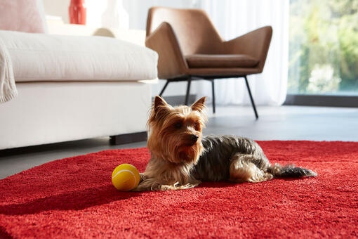 yorkshire terrier piros szőnyegen labdájával