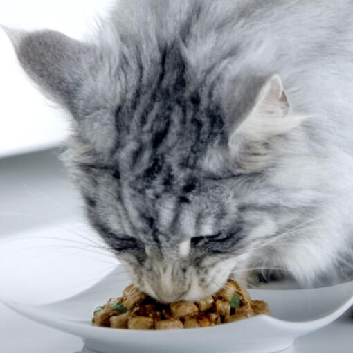 maine coon cica nedves eledelt eszik
