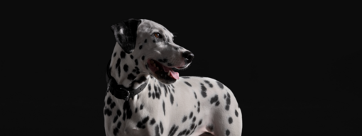 dalmata fekete háttérrel hero