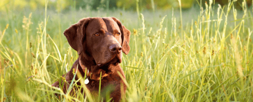 labrador ül a nagy fűben