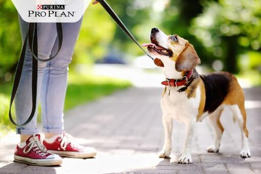 beagle kutya pórázon boldogan felnéz gazdájára