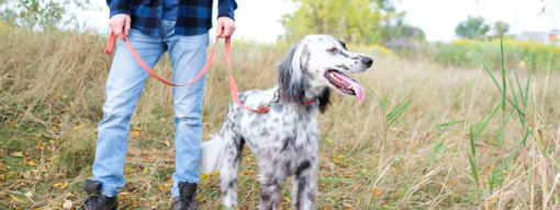 pointer gazdájával a természetben hero