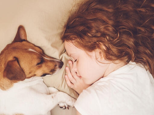 fox terrier gyermekkel együtt alszik