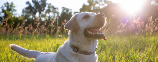 labrador liheg a nagy fűben napsütésben