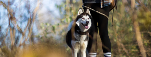 husky kutya gazdája lába mellett