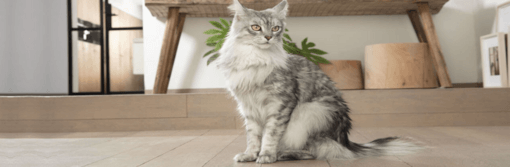 szürke maine coon cica ül nappaliban