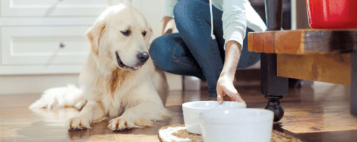 golden retriever a konyhában kap enni
