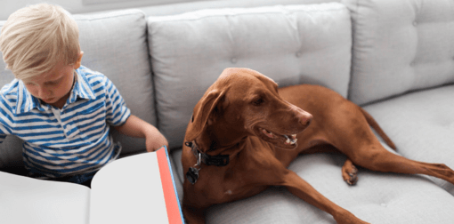 vizsla fekszik kanapén kisfiú ül mellette