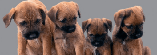 kölyök terrier kutyák egymás mellett ülnek