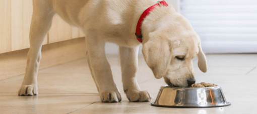 kölyök labrador eledelt eszik fém kutyatálból