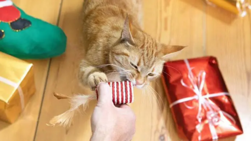 vörös cica karácsonykor macskajátékot kap ajándékba