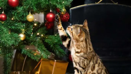 cirmos cica karácsonyfadíszekkel játszik