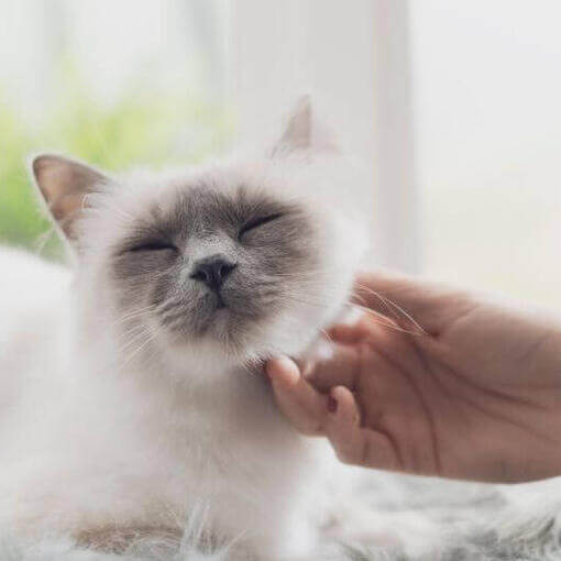 fehér birman cica állát gazdája vakargatja