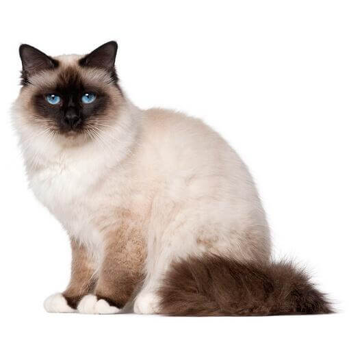birman macska fehér háttérrel
