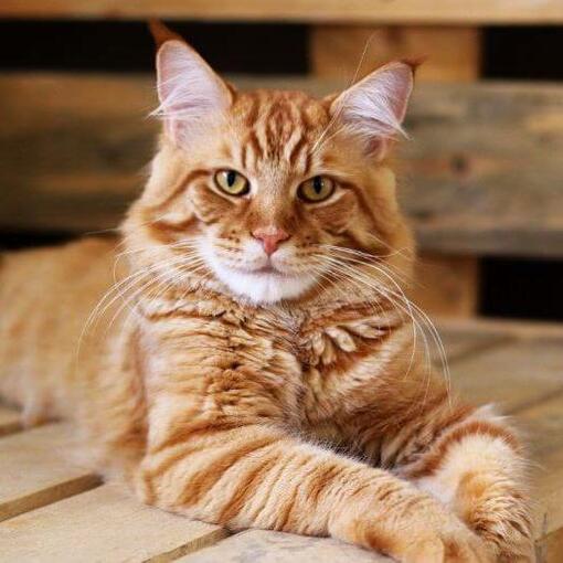 vörös maine coon békésen fekszik