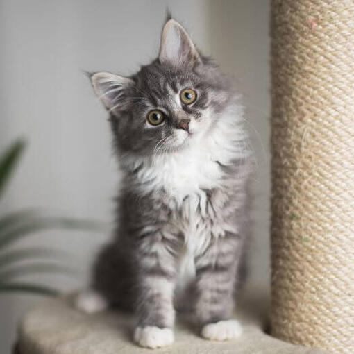 kölyök szürke maine coon kaparófa mellett
