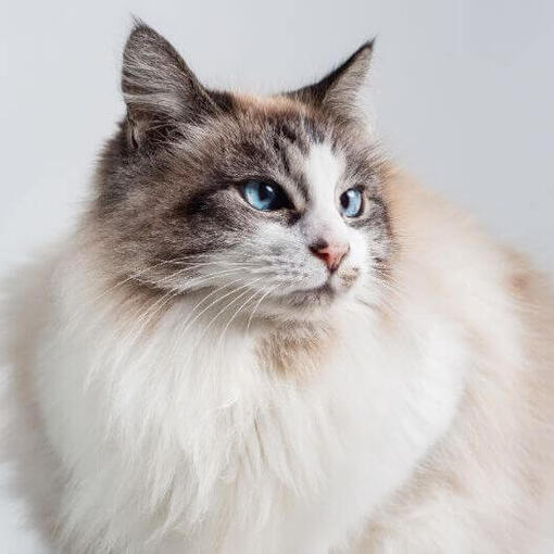 ragdoll cica kék szemmel közeli kép
