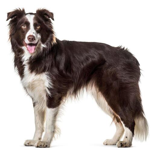 border collie fehér háttérrel