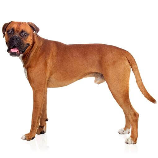 boxer kutya fehér háttérrel