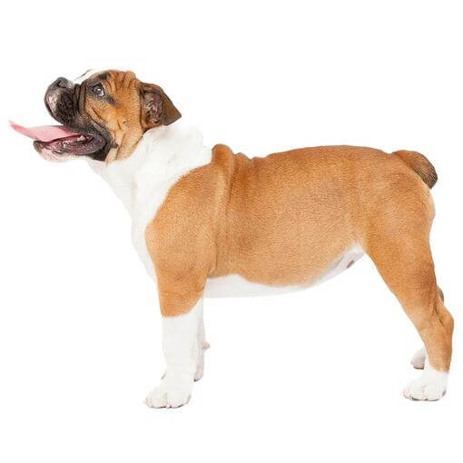 angol bulldog liheg és felfele néz 