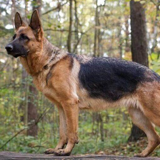 rajzos németjuhász kutya erdőben figyelmesen áll