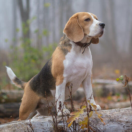 beagle kutya erdőben farönkre támaszkodva