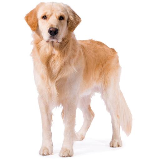 ápolt szőrű golden retriever fehér háttérrel