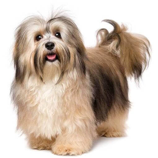 barna színű ápolt szőrű havanese