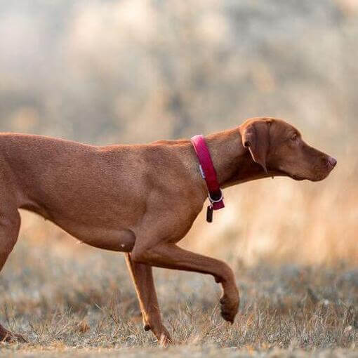 magyar vizsla vadászik téli természetben