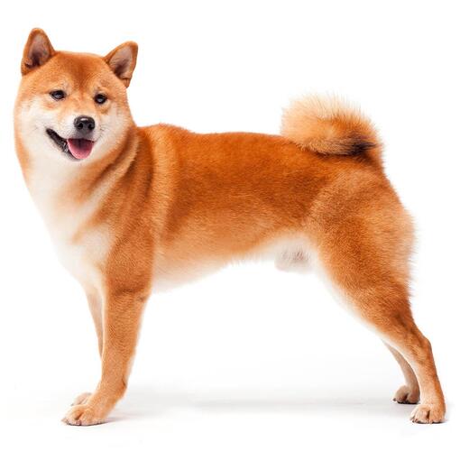 shiba inu oldalról fotózva fehér háttér
