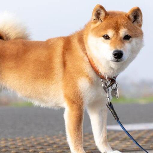 shiba inu pórázon figyelmesen néz