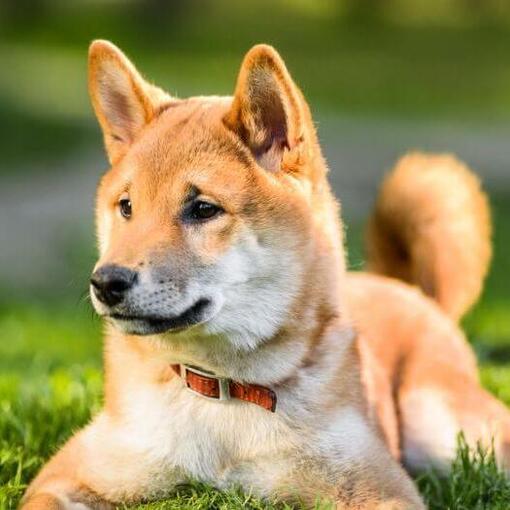 shiba inu fűben fekve játékosan néz