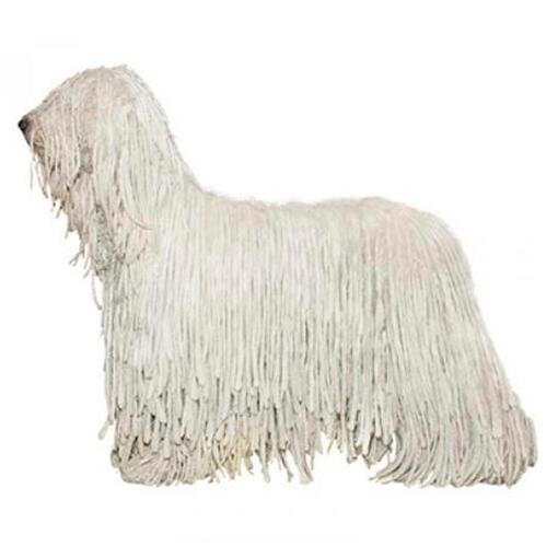 komondor oldalról fotózva fehér háttérrel