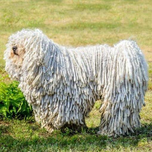 komondor nagy rasztázott bundával