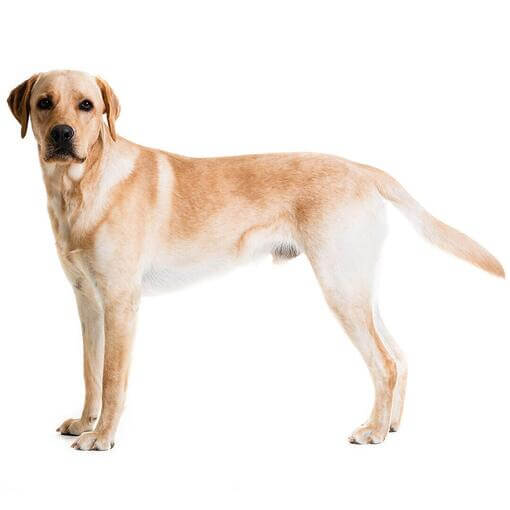 karcsú magas zsemleszínű labrador fehér háttérrel