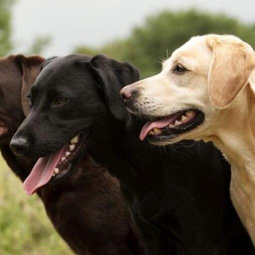 barna fekete zsemleszínű labrador egymás mellett