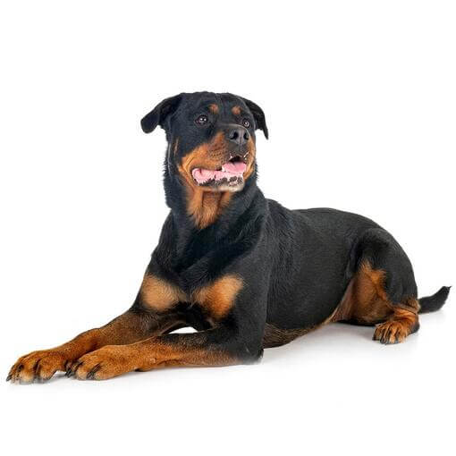 rottweiler fekszik és figyelmesen néz