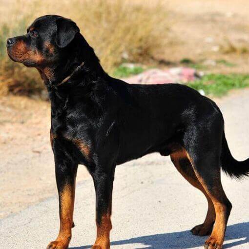 rottweiler kan a természetben távolba néz