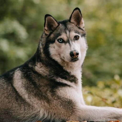 felemás szemű szibériai husky figyelmesen néz