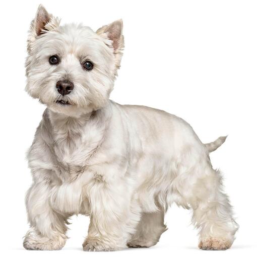 ápolt westie hófehér bundával