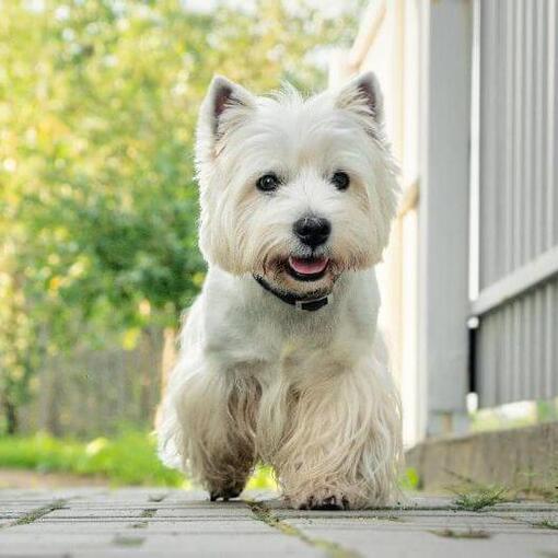 westie boldogan halad a kerítés mellett