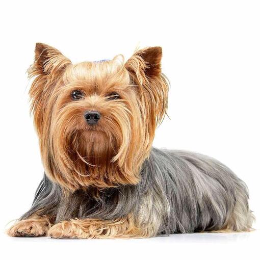 yorkshire terrier hosszú kifésült szőrrel