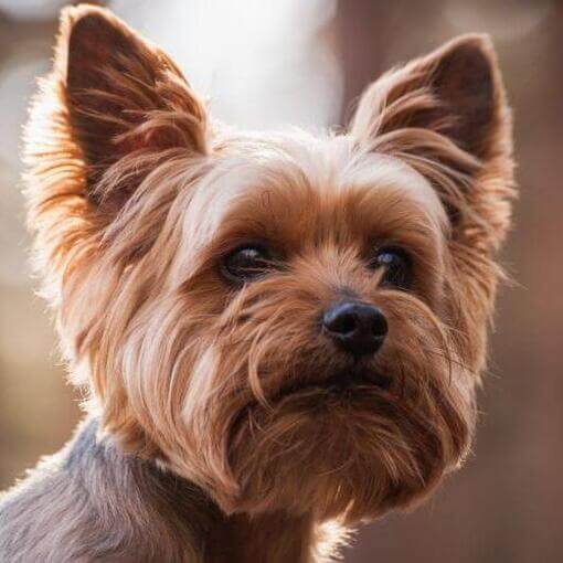 frissen kozmetikázott yorkshire terrier közeli kép