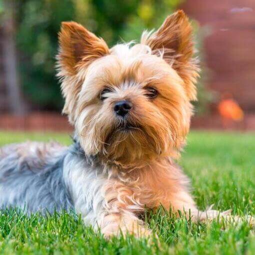 kölyök yorkshire terrier pázsiton fekszik