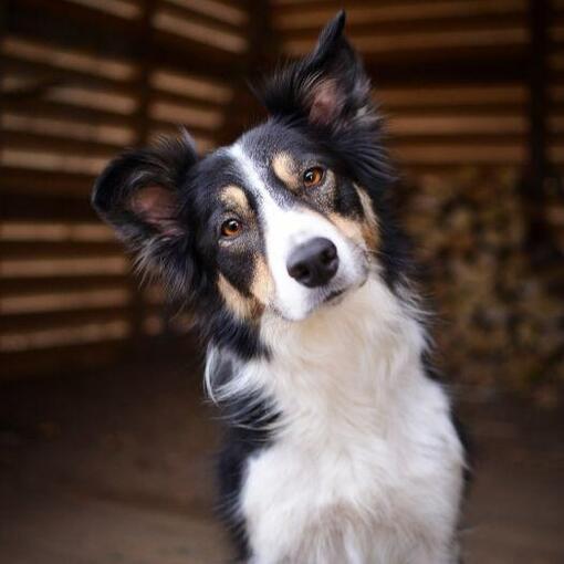 fiatal border collie közeli kép