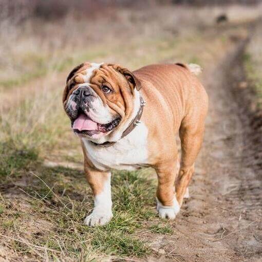 angol bulldog liheg és felfele néz 